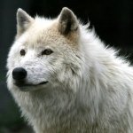 Martin__33